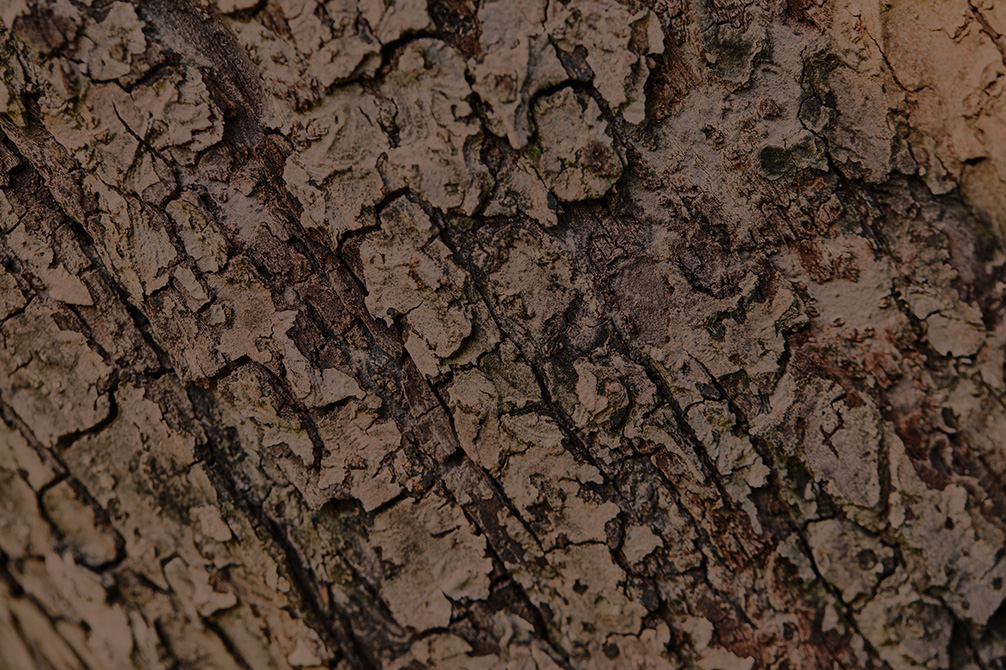 Close-up de uma casca de árvore