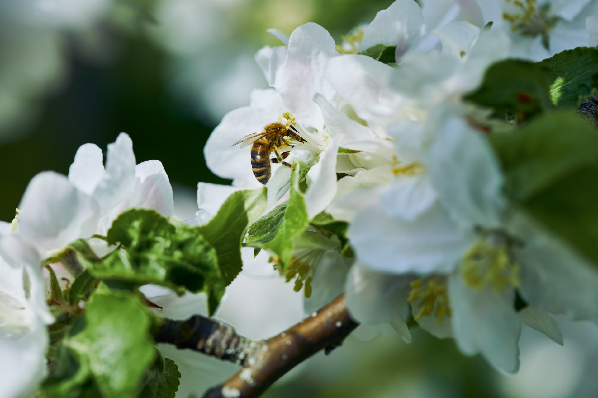 Imagem ampliada de uma abelha numa flor branca