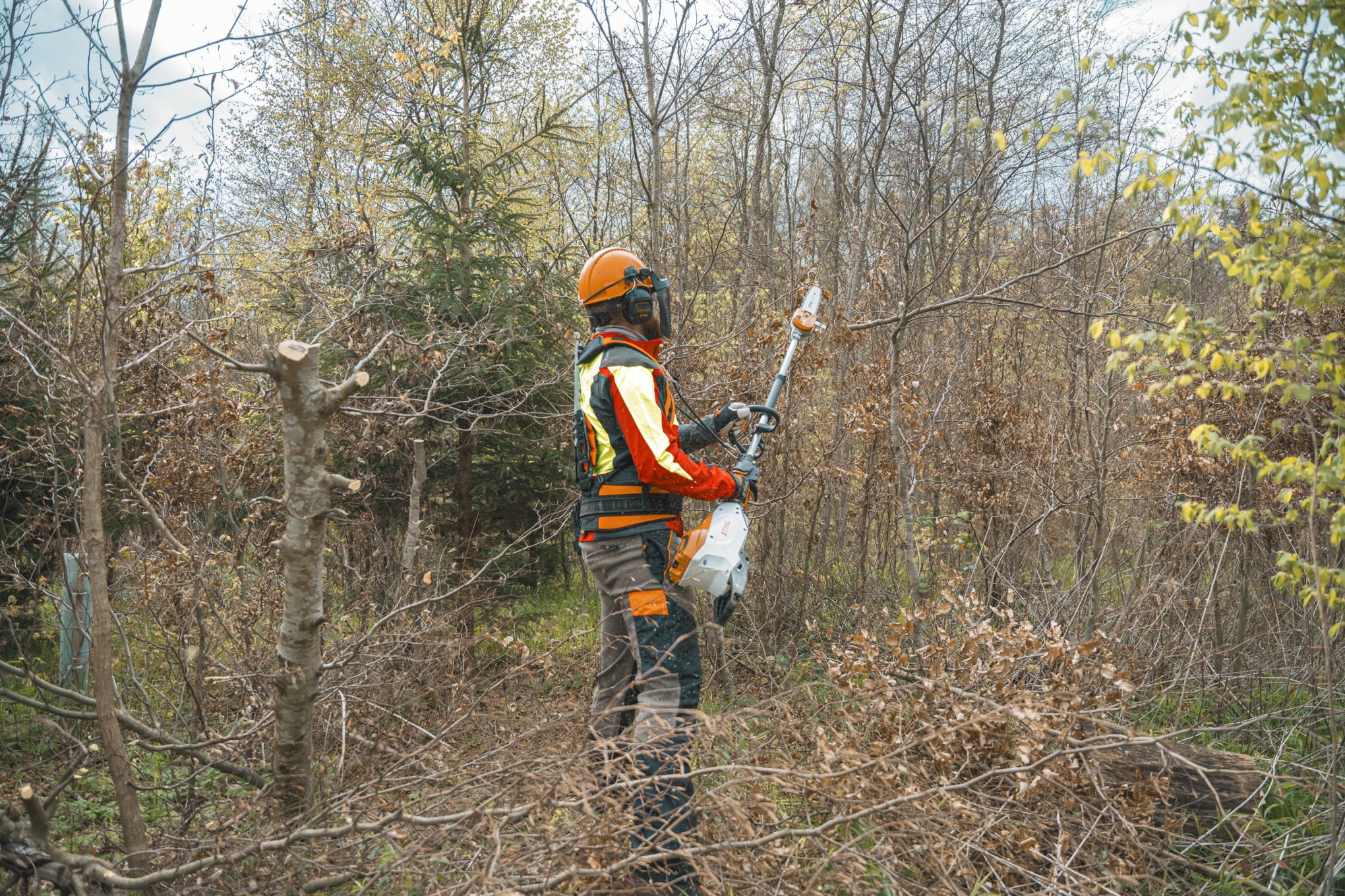 Um homem com equipamento de proteção corta uma bétula com a podadora em altura a bateria STIHL HTA 150