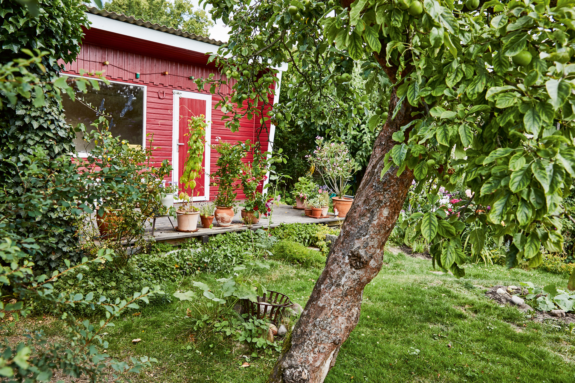 Um espaço verde com uma árvore em primeiro plano e uma casa de verão vermelha atrás