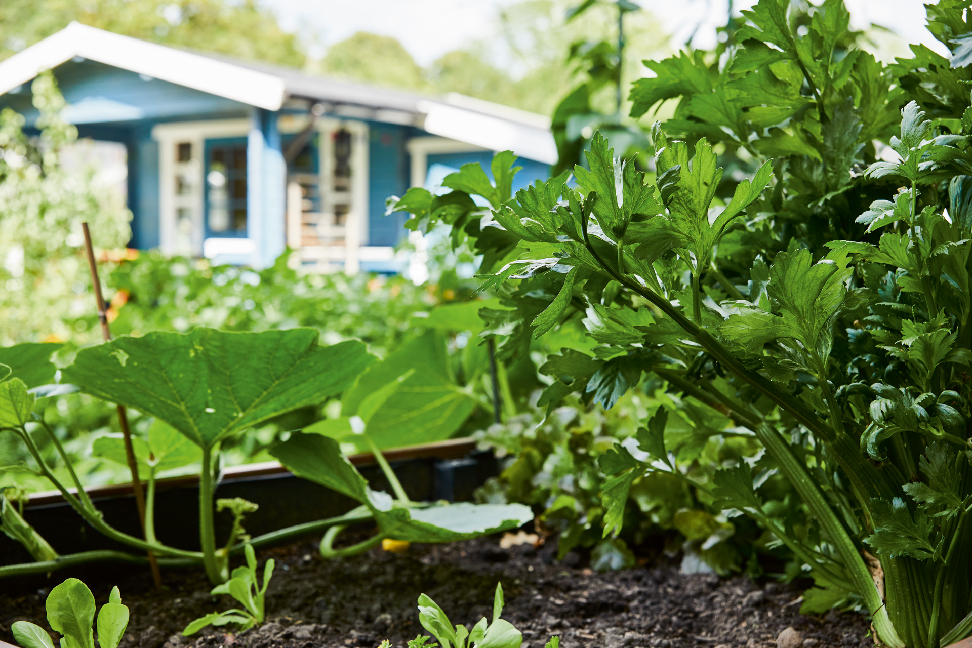 Como fazer um canteiro: imagem ampliada de um canteiro de legumes e ervas num espaço verde em frente a uma casa azul