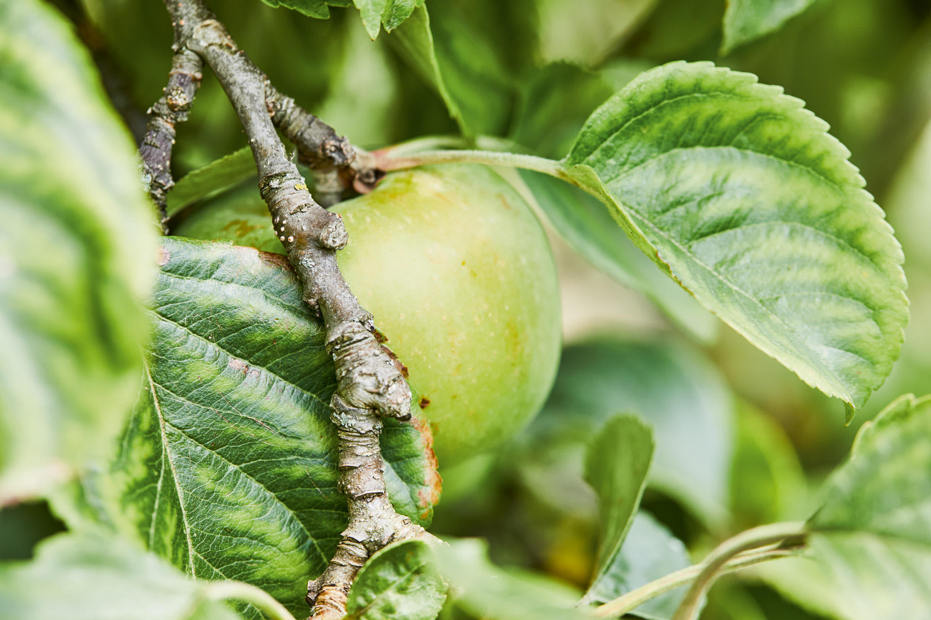  Imagem ampliada de uma maçã verde numa árvore