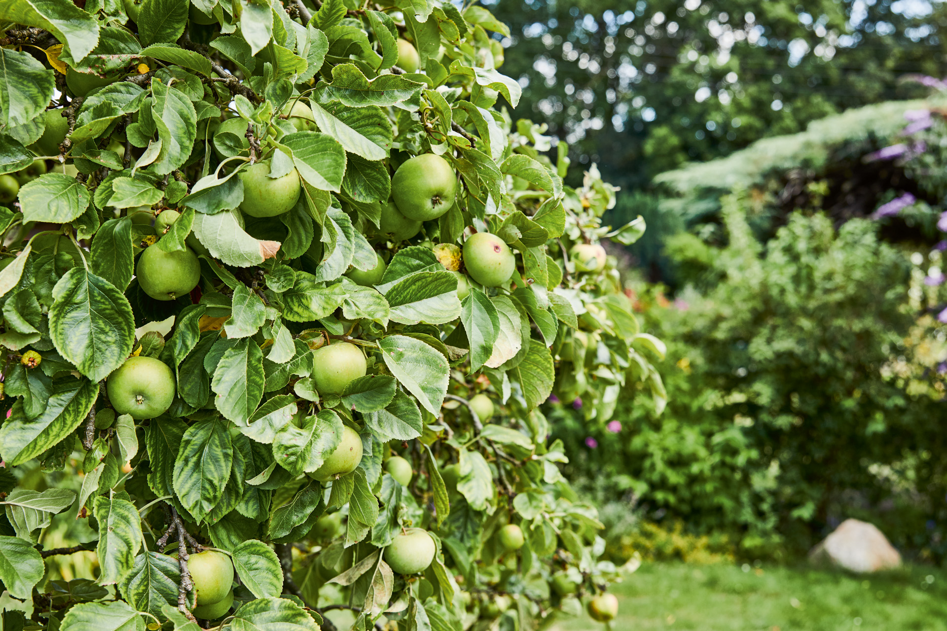 Maçãs verdes numa árvore em primeiro plano, com arbustos e outras árvores atrás – guia de como podar árvores de fruto