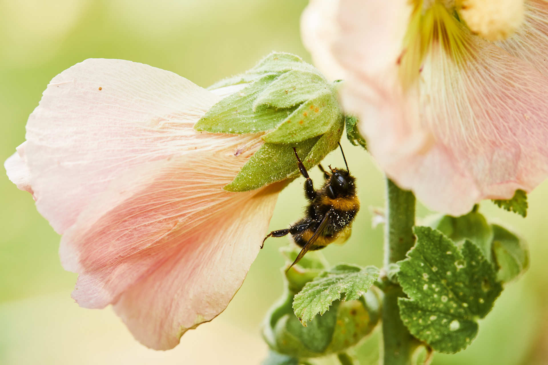 Imagem ampliada de uma abelha numa flor rosa – como fazer um jardim amigo dos animais