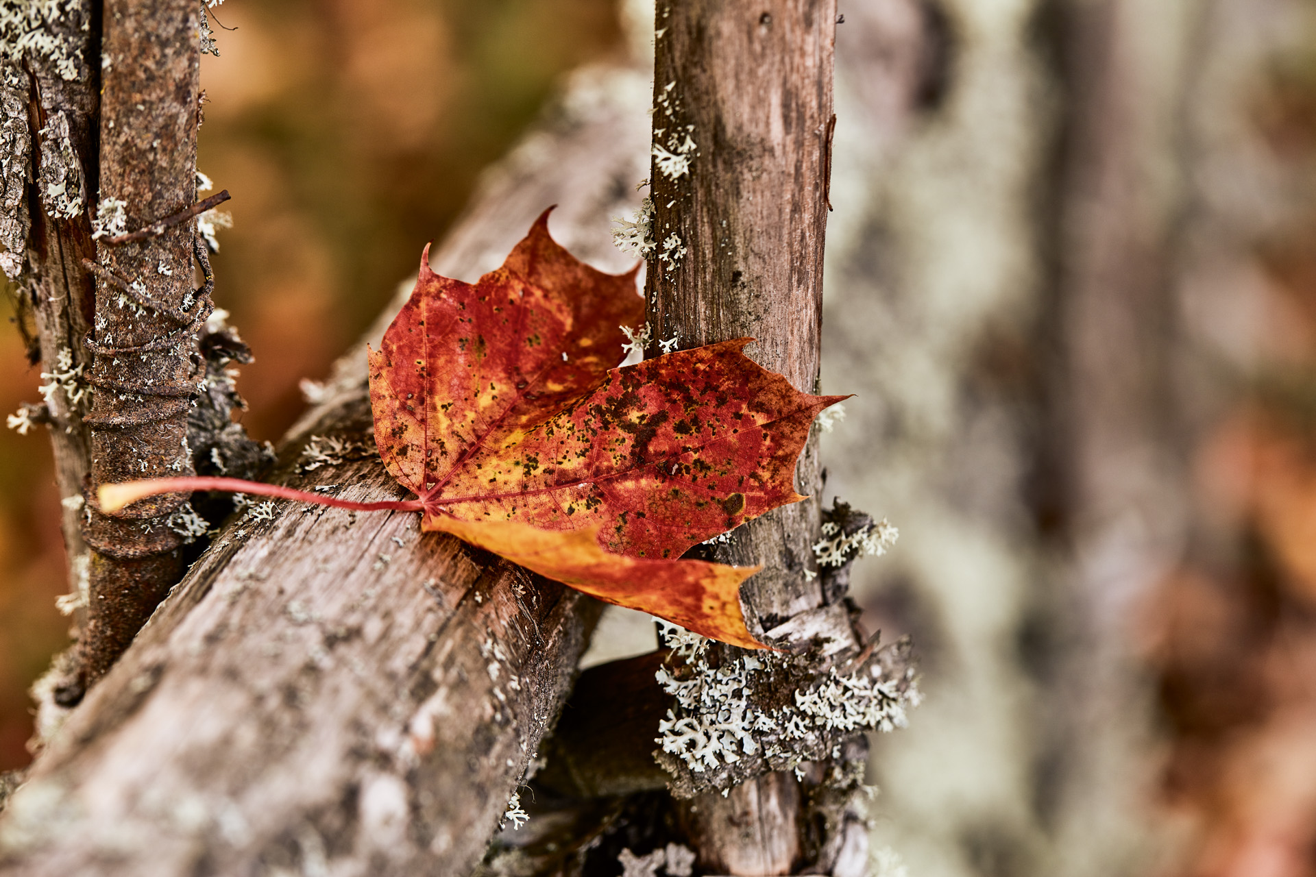 Close-up of a red leaf on mossy wood