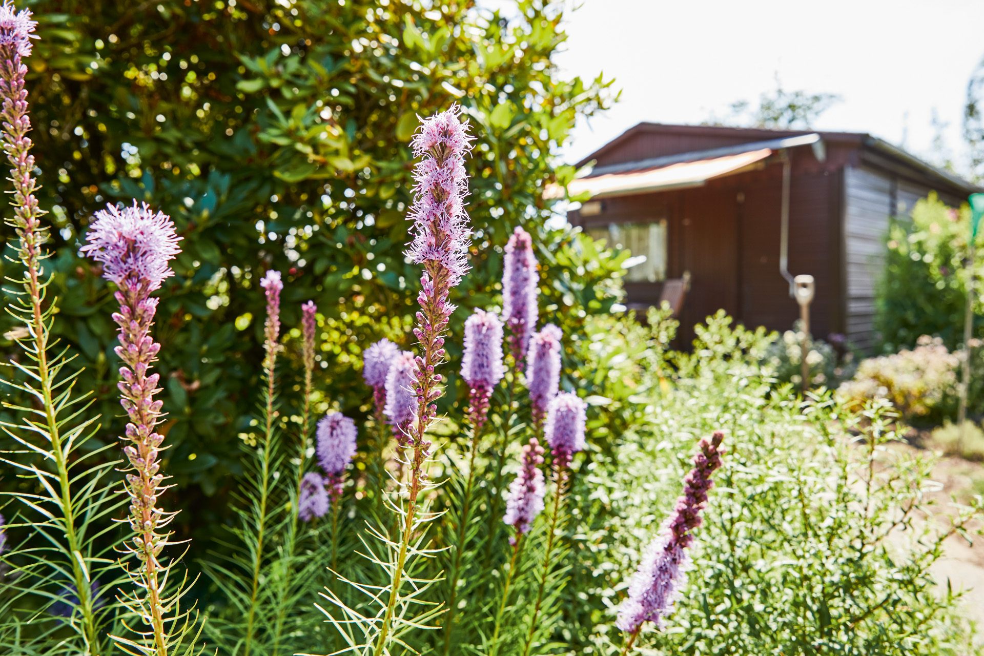 Flores perenes roxas com um abrigo de jardim com um avançado em segundo plano - fazer o planeamento do jardim
