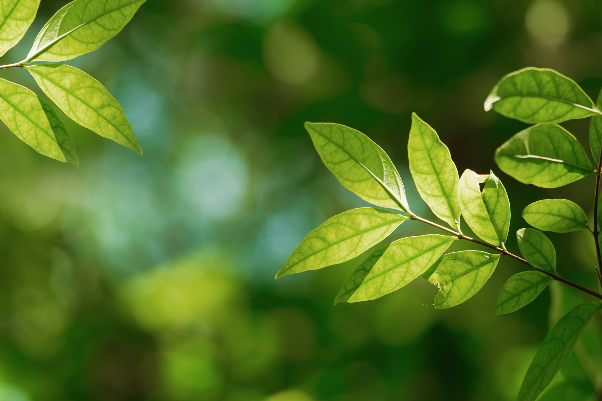 Planta com folhas verdes