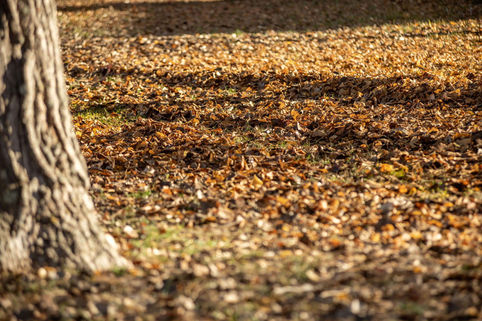  Uma das dicas de jardinagem no outono a fazer é limpar as folhas secas de outono do chão