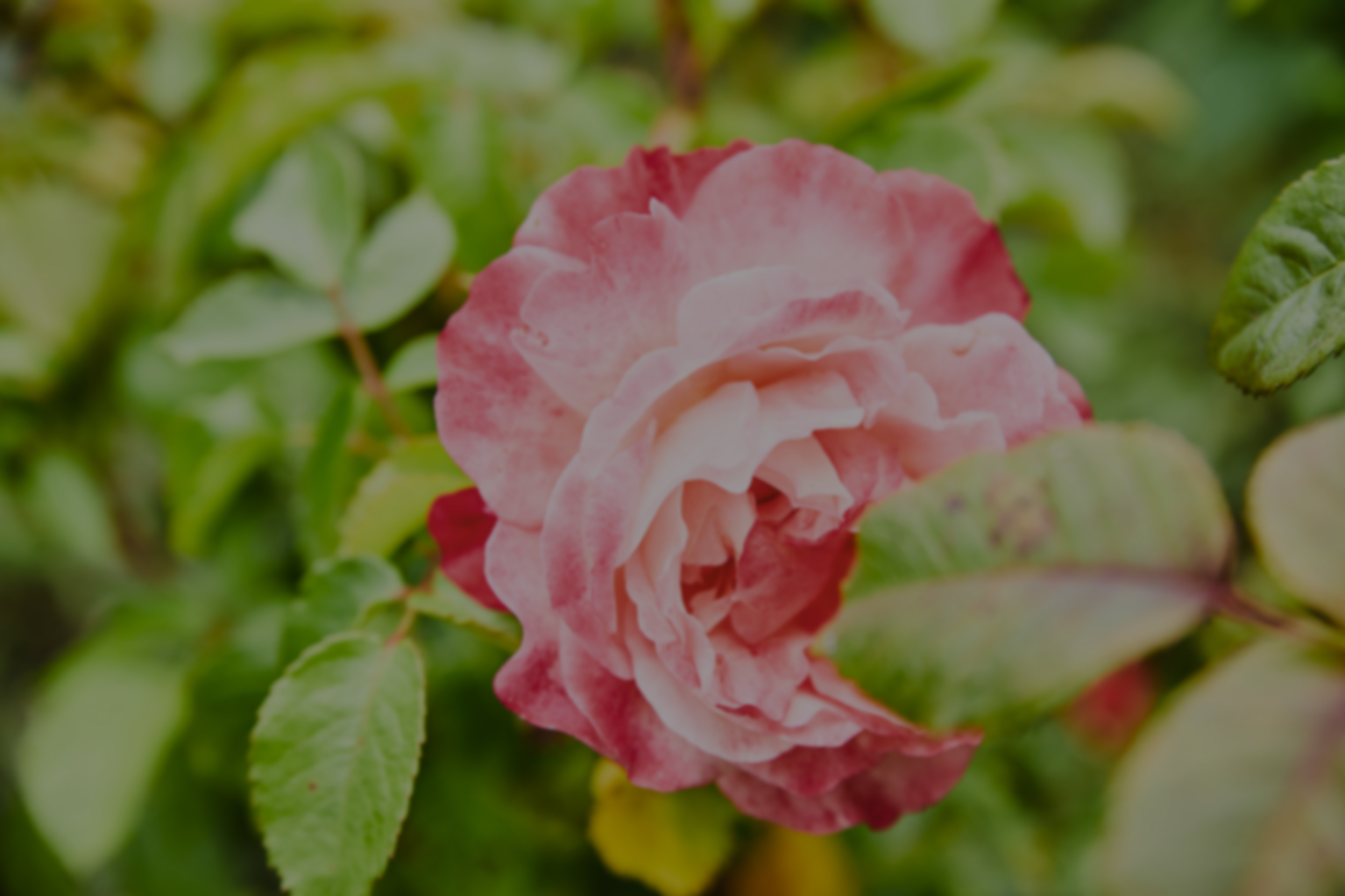 Grande plano de uma flor rosa