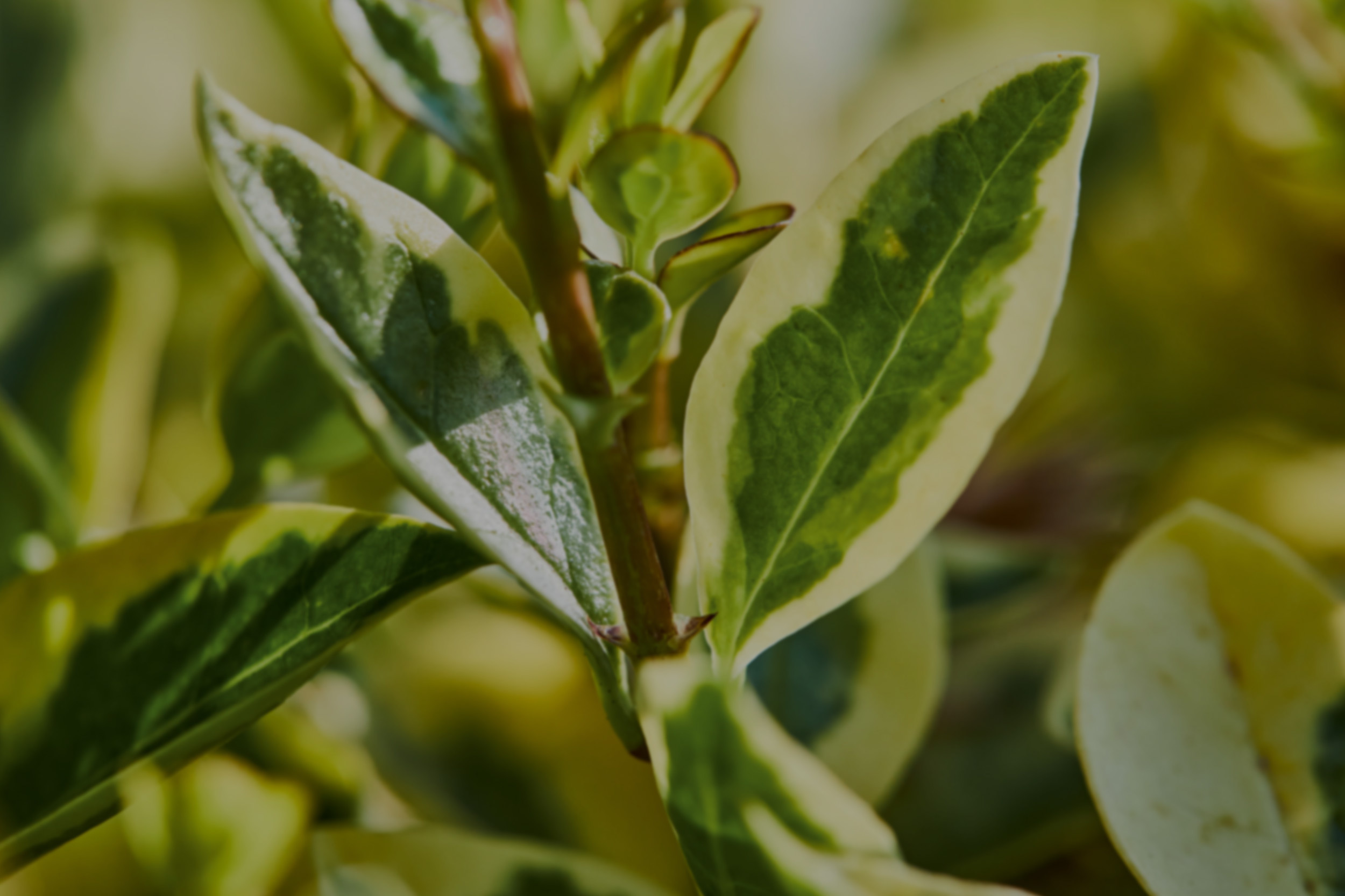 Detalhe de folhas de uma planta verde.
