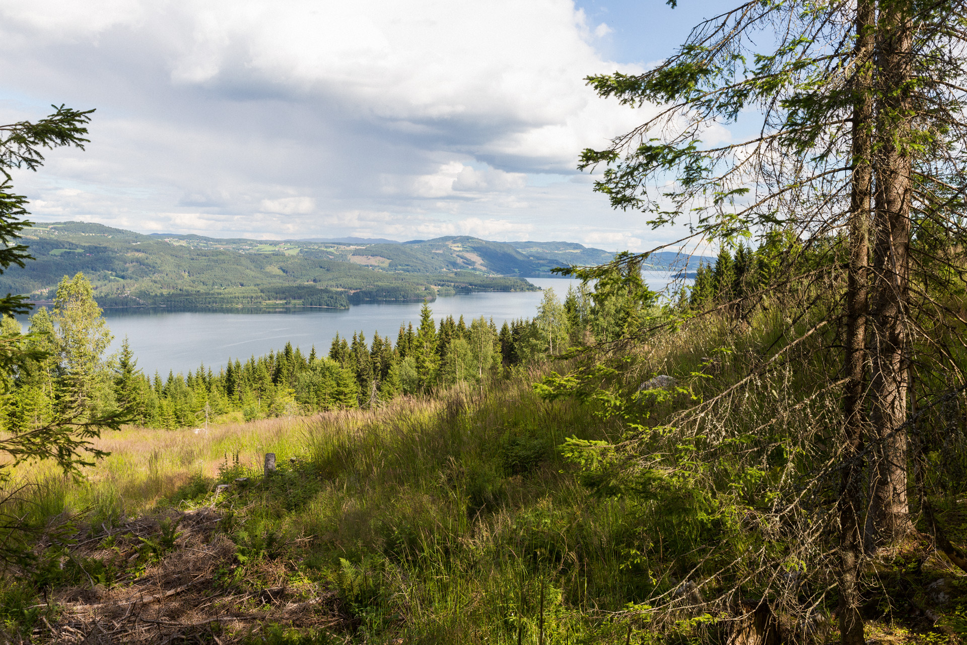 Uma colina coberta de árvores, com um lago em fundo