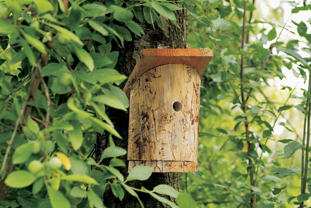 Uma caixa de bricolage em madeira para pássaros pendurada numa árvore, entre folhas verdes – exemplo de caixa ninho