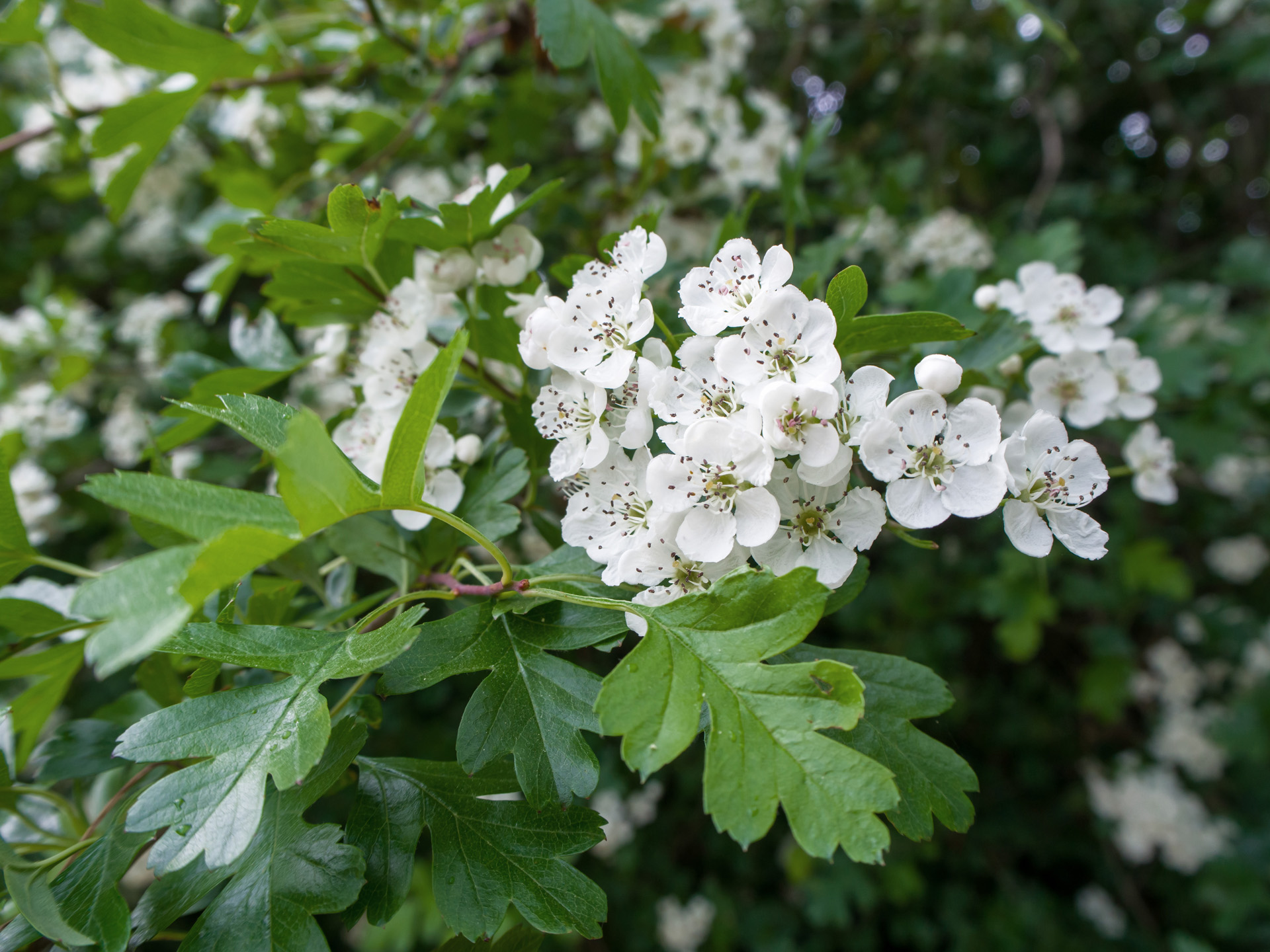 Imagem ampliada de flores brancas e folhas verdes de uma sebe de pilriteiro