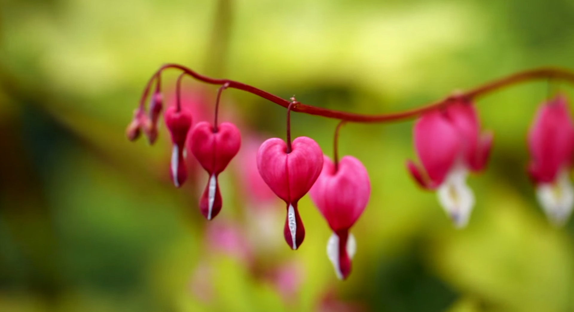 Imagem ampliada de corações-sangrentos de um rosa profundo, um bom exemplo de jardinagem de primavera