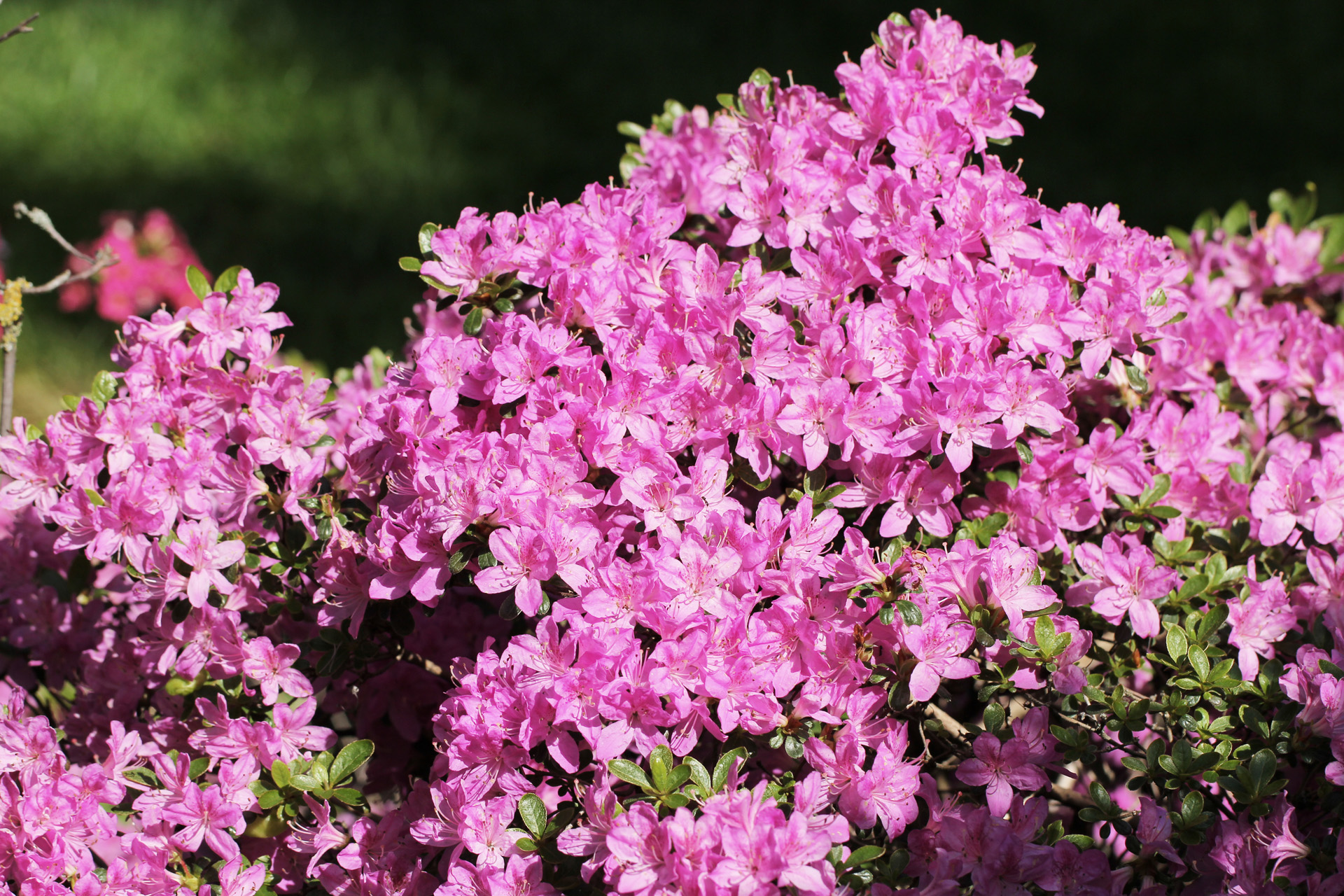 Imagem ampliada das flores rosa de uma azálea