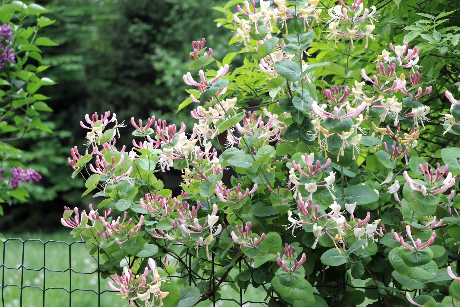 Arbusto de madressilva em flor