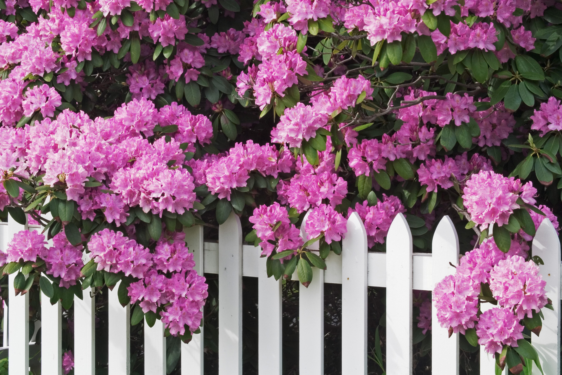 Flores rosa brilhantes de uma sebe de rododendro sobre uma vedação branca