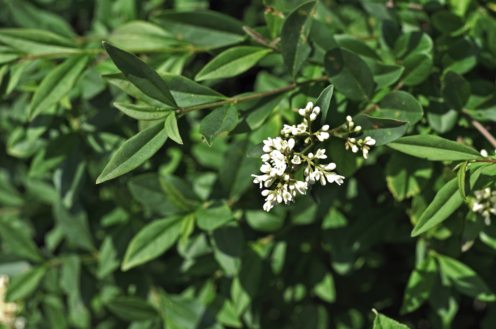 Imagem ampliada de flores brancas e folhas verdes de uma sebe de alfena