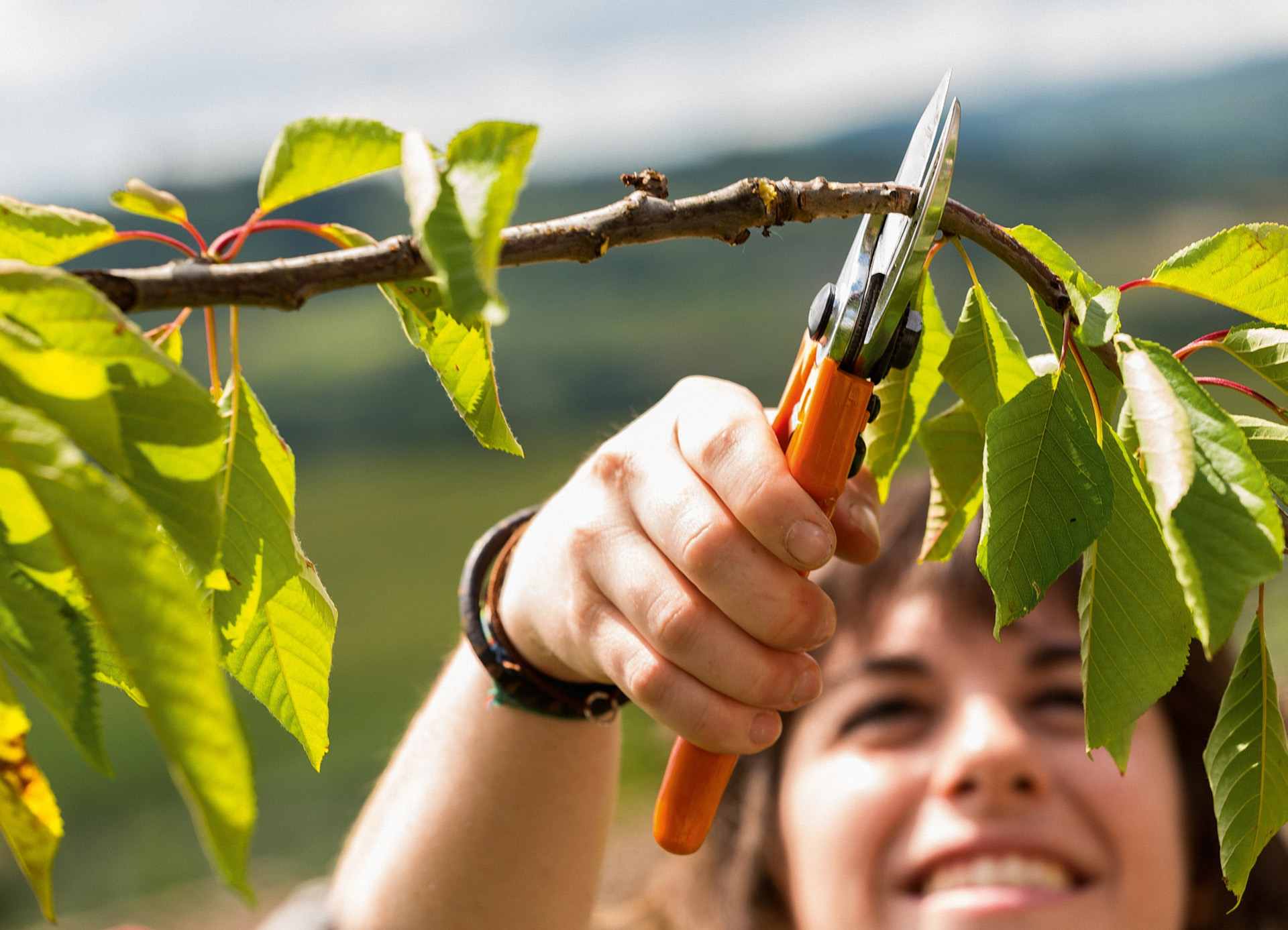 Mulher sorridente a cortar um ramo pequeno de uma árvore de fruto