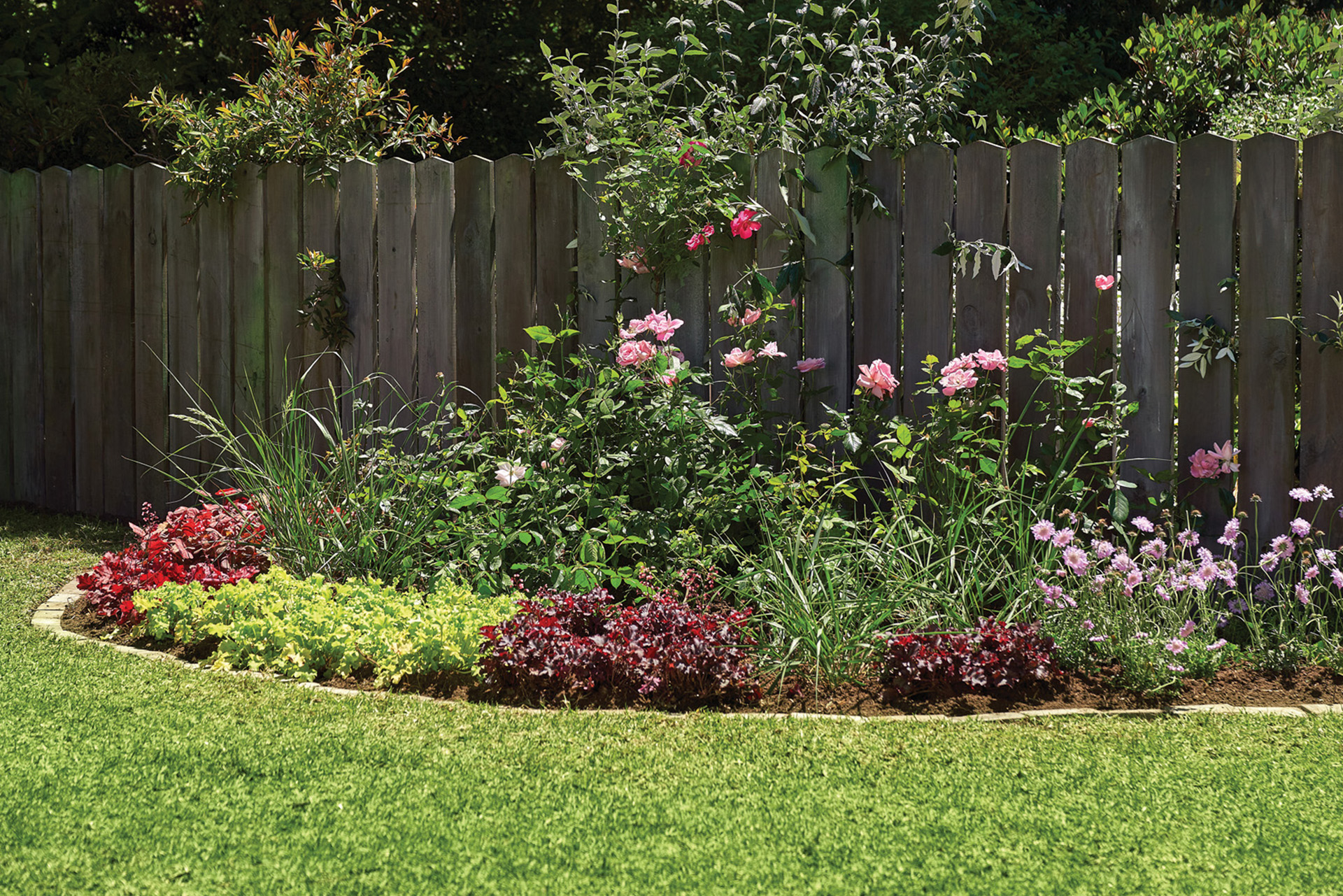 Canteiro delimitado por pequenas gramíneas e rosas na borda de um jardim pequeno, cercado por uma vedação de madeira a meia altura.