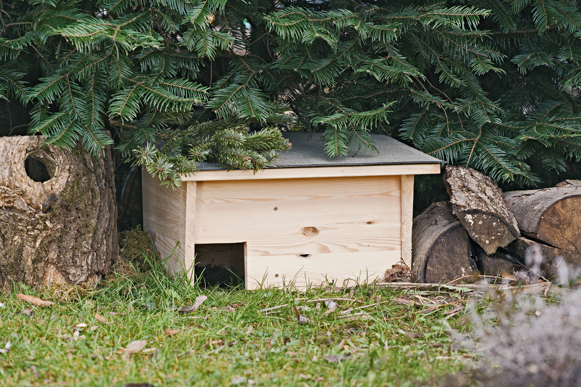 Uma casa para ouriços-cacheiros num jardim sob uma árvore de abeto
