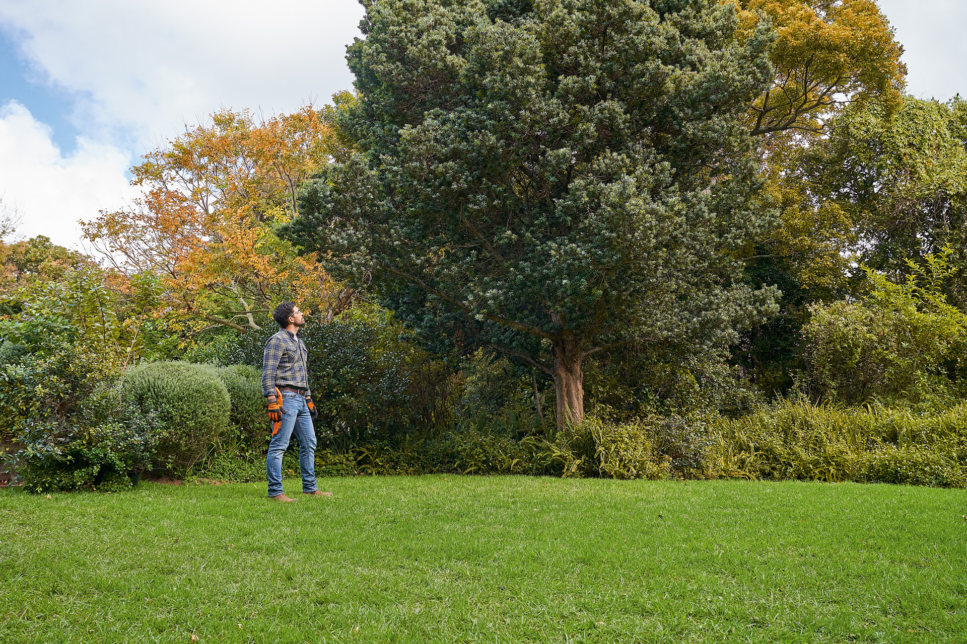Um homem de luvas de proteção STIHL e com um serrote de poda olha para uma árvore de folha caduca no espaço verde 