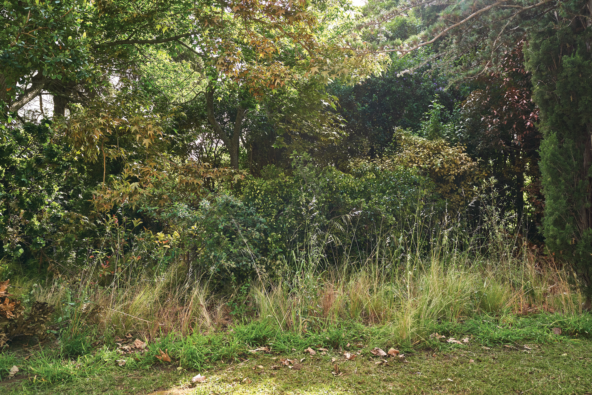 Um jardim com crescimento desenfreado à sombra caracterizado por erva comprida, folhas caídas, arbustos e árvores densos