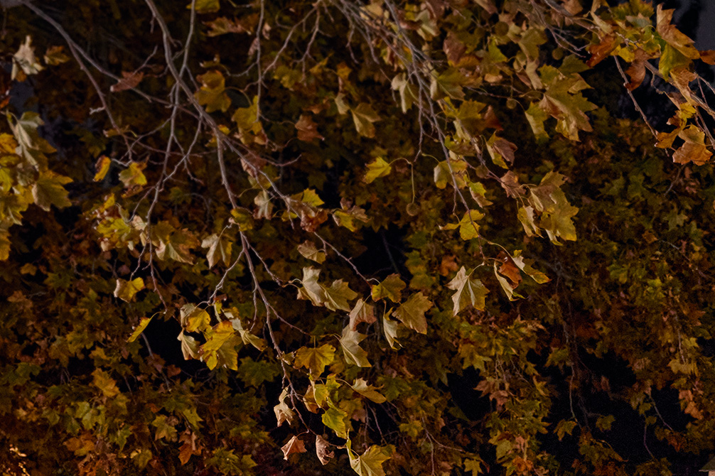 Árvore de folha caduca no outono, à noite