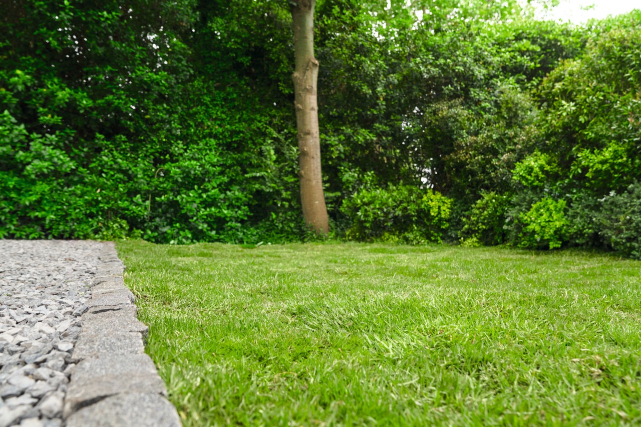 Relvado saudável e verde com árvore e arbustos em segundo plano